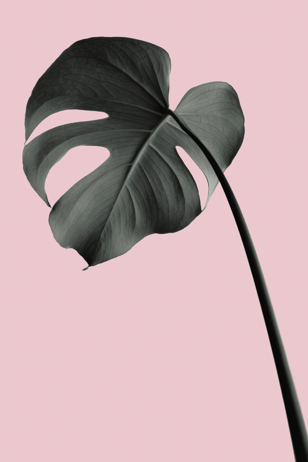 Monstera Pink No 02 Poster och Canvastavla