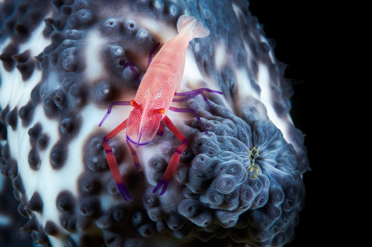 Imperial shrimp on a holoth Poster och Canvastavla