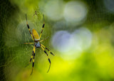 SPIDER Poster och Canvastavla