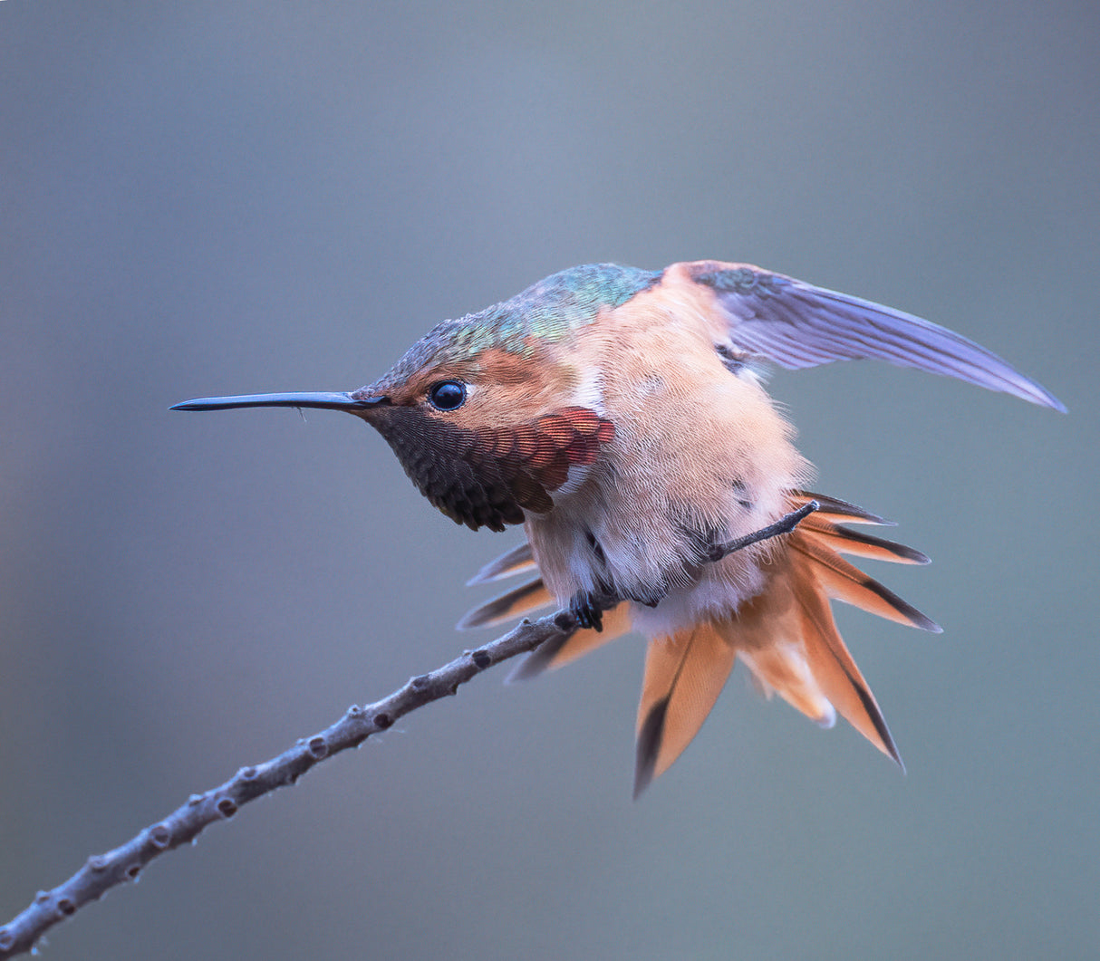 Allen's hummingbird Poster och Canvastavla