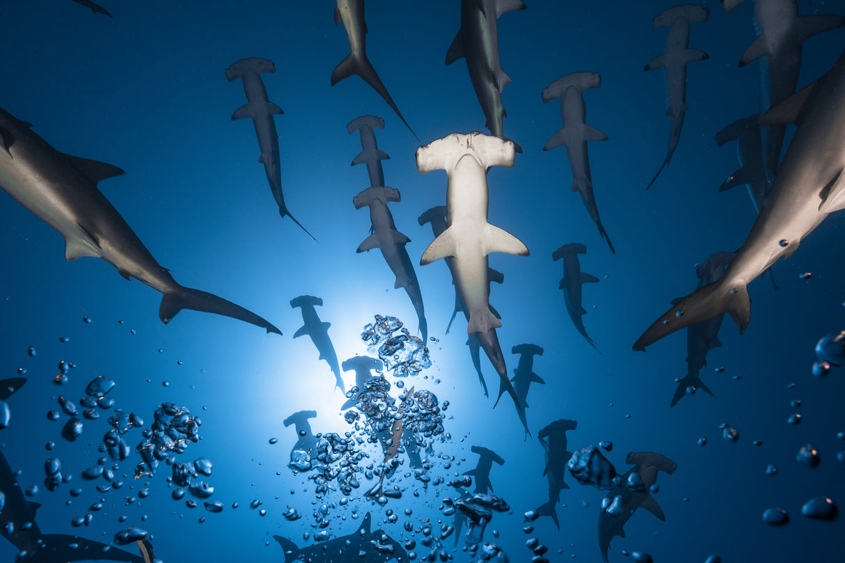 Hammerhead Shark Poster och Canvastavla