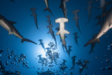 Hammerhead Shark Poster och Canvastavla