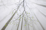 The branch Poster och Canvastavla