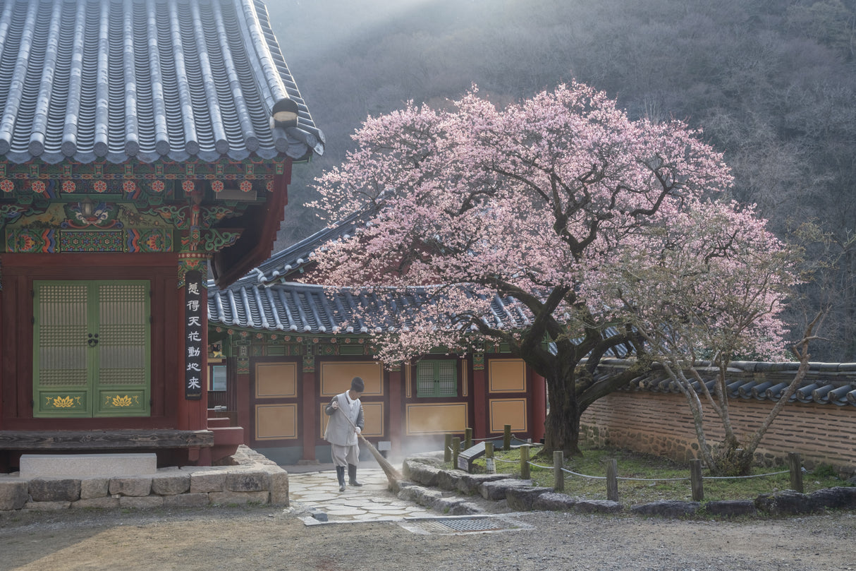 The scent of spring, baekyangsa Poster och Canvastavla