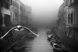 Seagull from the mist Poster och Canvastavla