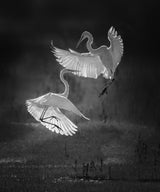 The dance of egrets Poster och Canvastavla