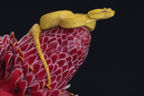 Eyelash Viper Poster och Canvastavla