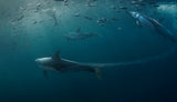 Dolphins hunting (Sardine ) Poster och Canvastavla