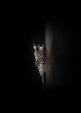 zebra Poster och Canvastavla