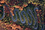 The beautiful road Poster och Canvastavla