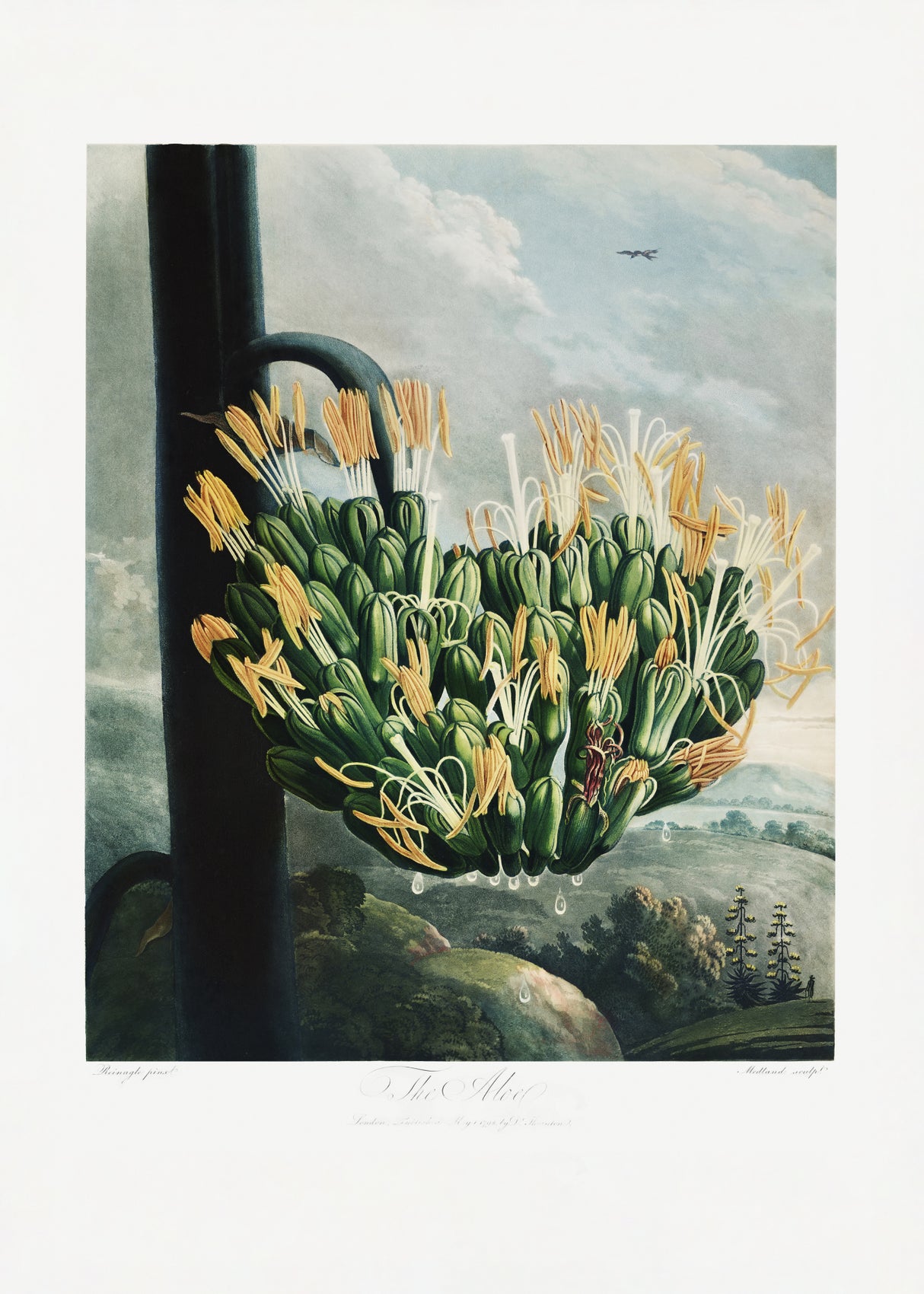 The Aloe from The Temple of Flora (1807) Poster och Canvastavla