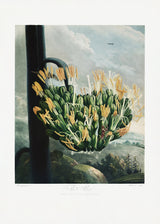 The Aloe from The Temple of Flora (1807) Poster och Canvastavla