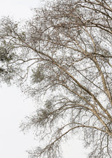 Plain Tree Poster och Canvastavla