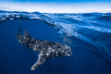 Whale Shark on split level Poster och Canvastavla