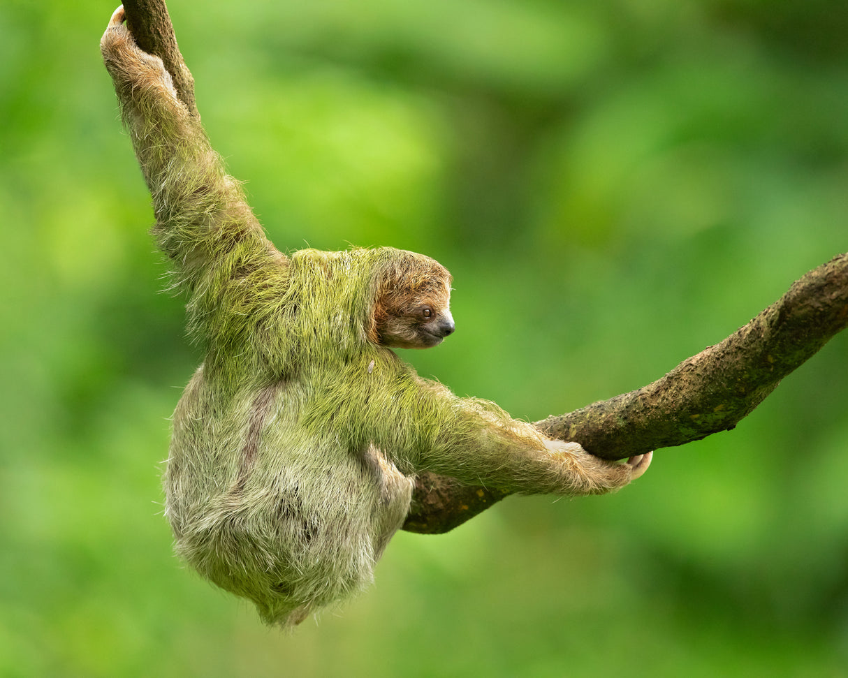 Brown-throated sloth Poster och Canvastavla