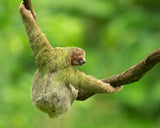 Brown-throated sloth Poster och Canvastavla