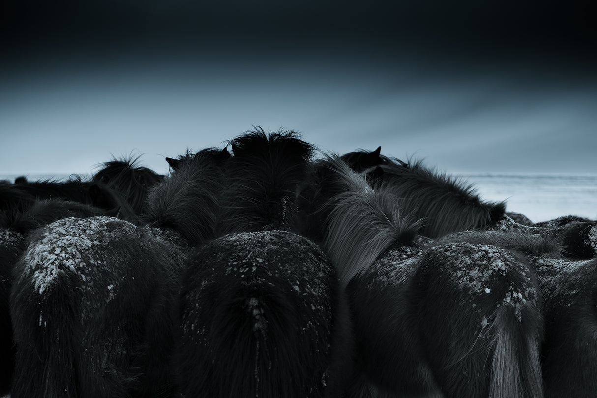 Cold weather Poster och Canvastavla