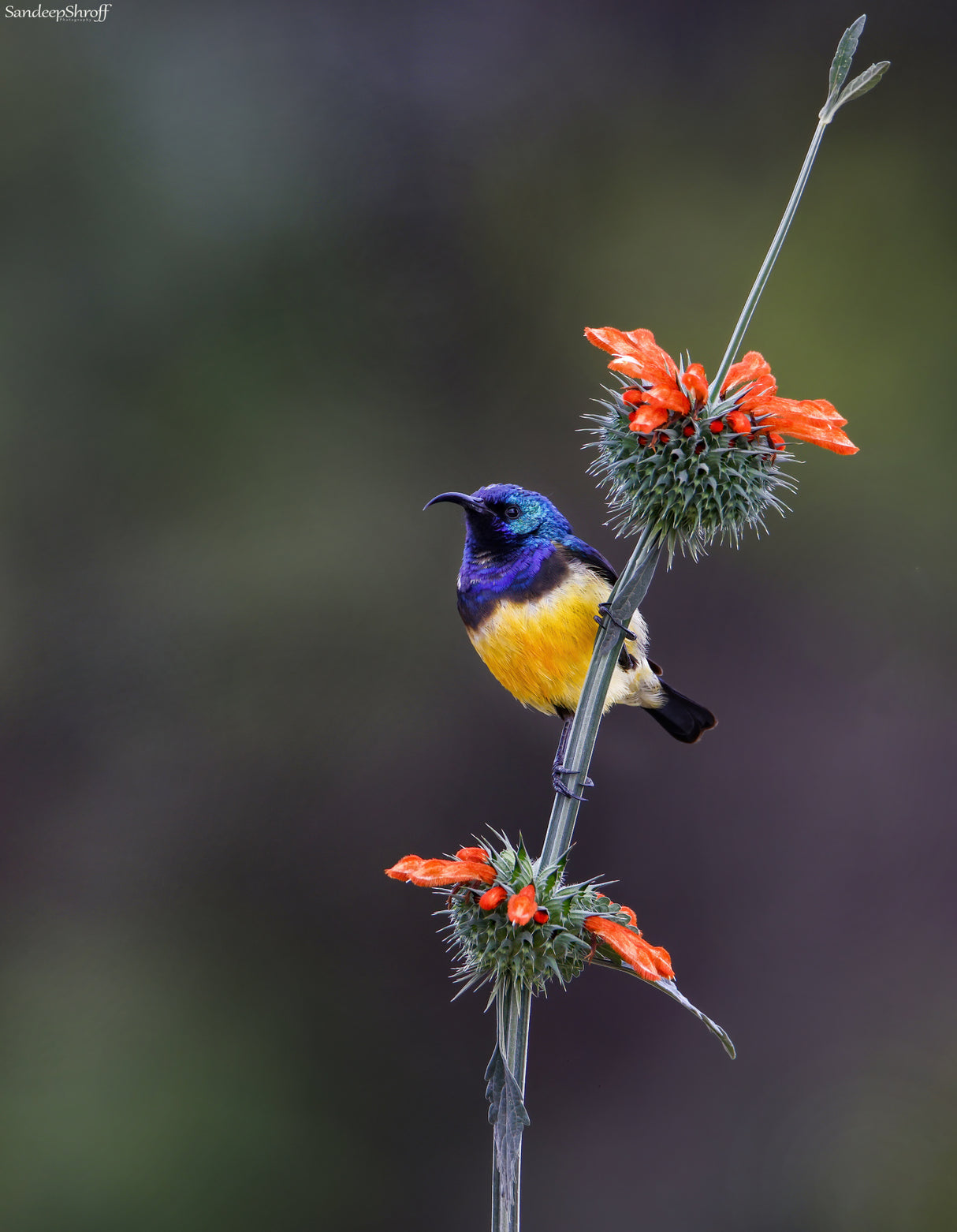 Variable Sunbird Poster och Canvastavla