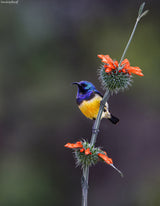 Variable Sunbird Poster och Canvastavla