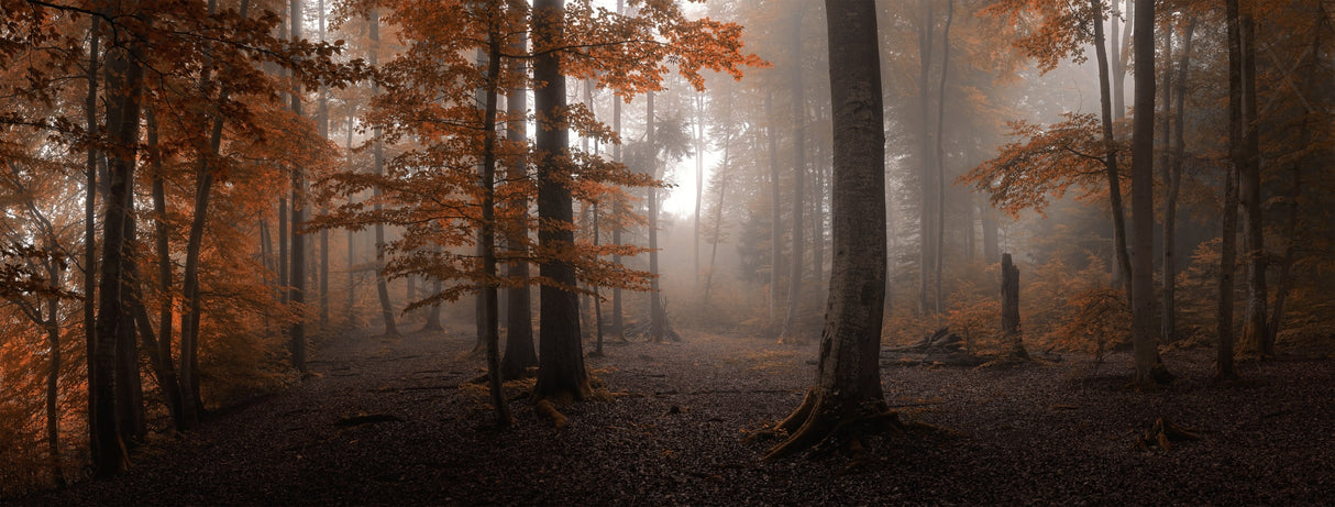 Autumn Poster och Canvastavla