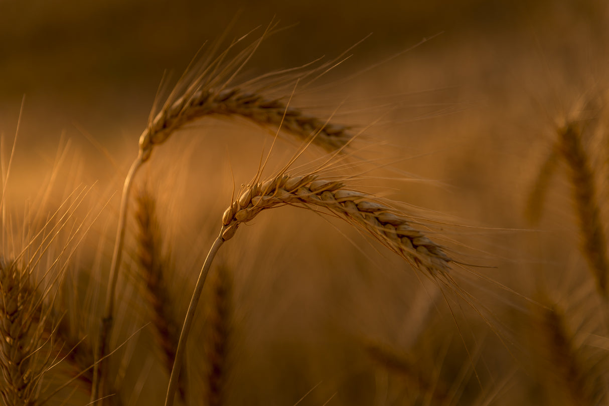 Wheats Poster och Canvastavla