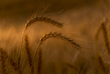 Wheats Poster och Canvastavla