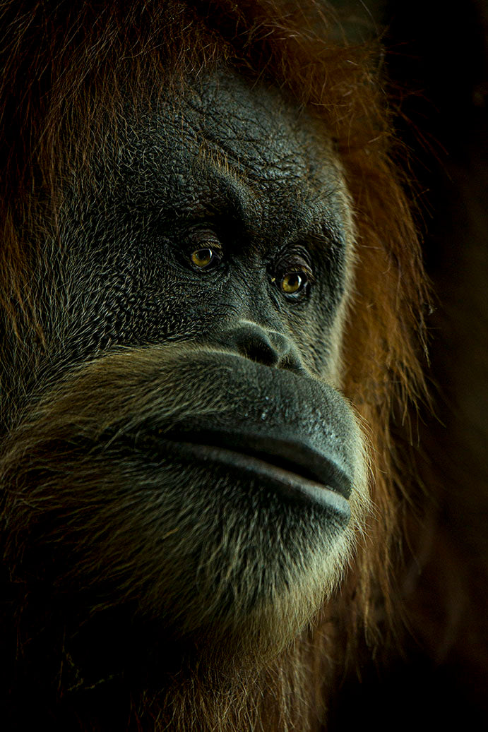 Portrait of a Person of the Forest Poster och Canvastavla