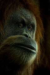 Portrait of a Person of the Forest Poster och Canvastavla