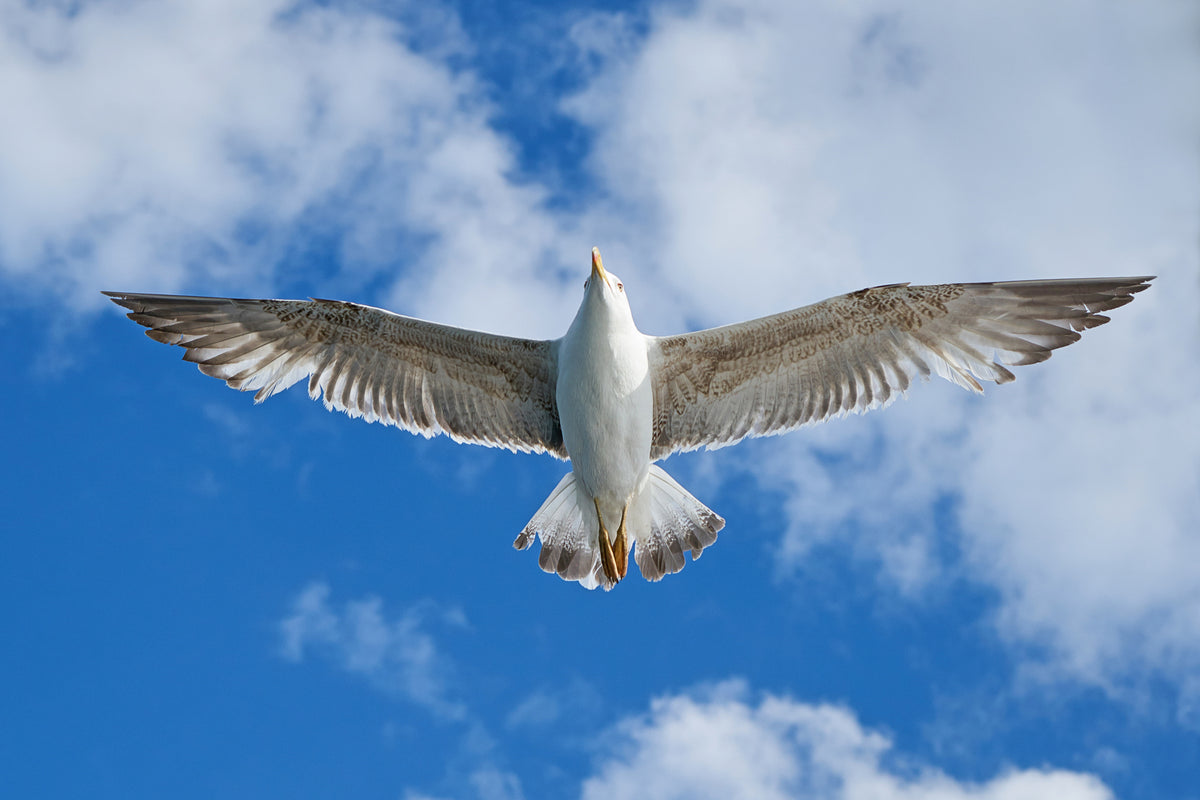 flying seagull Poster och Canvastavla