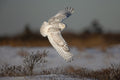 Snowy Owl Poster och Canvastavla