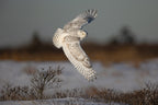 Snowy Owl Poster och Canvastavla