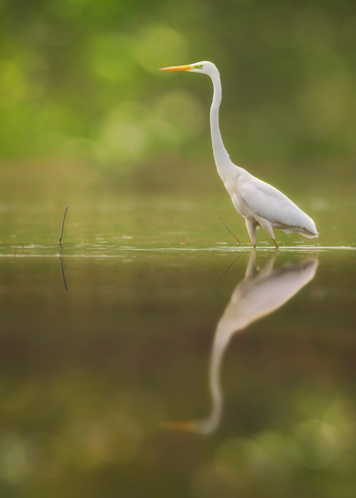 Great Egret Poster och Canvastavla