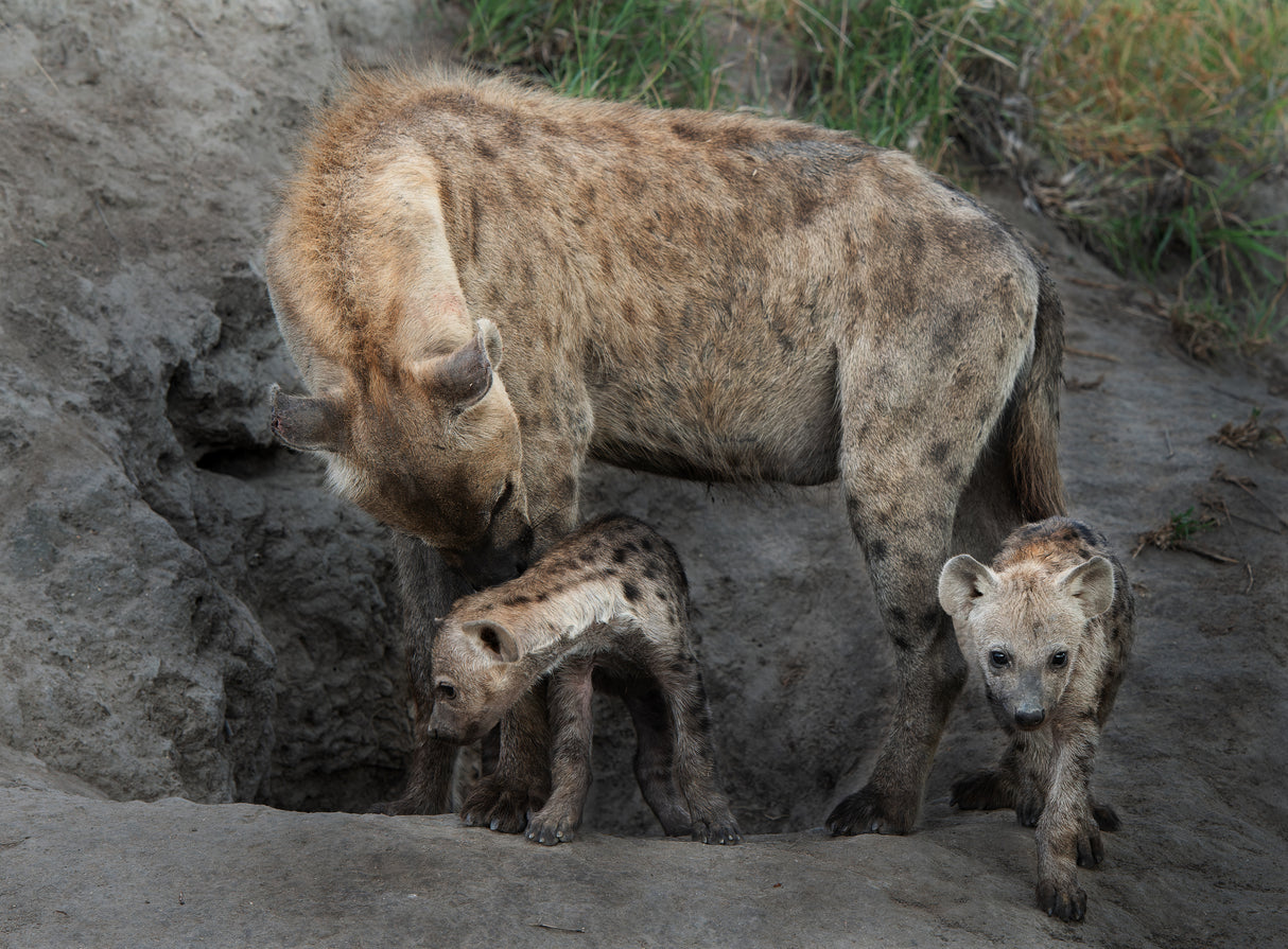 Hyena Family Poster och Canvastavla