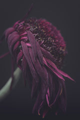 Beauty of a Wilting Daisy Poster och Canvastavla