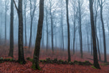 Misty Woods Poster och Canvastavla