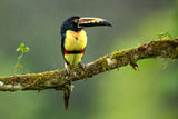Collared Aracari Poster och Canvastavla