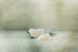 Vintage tangerine Poster och Canvastavla