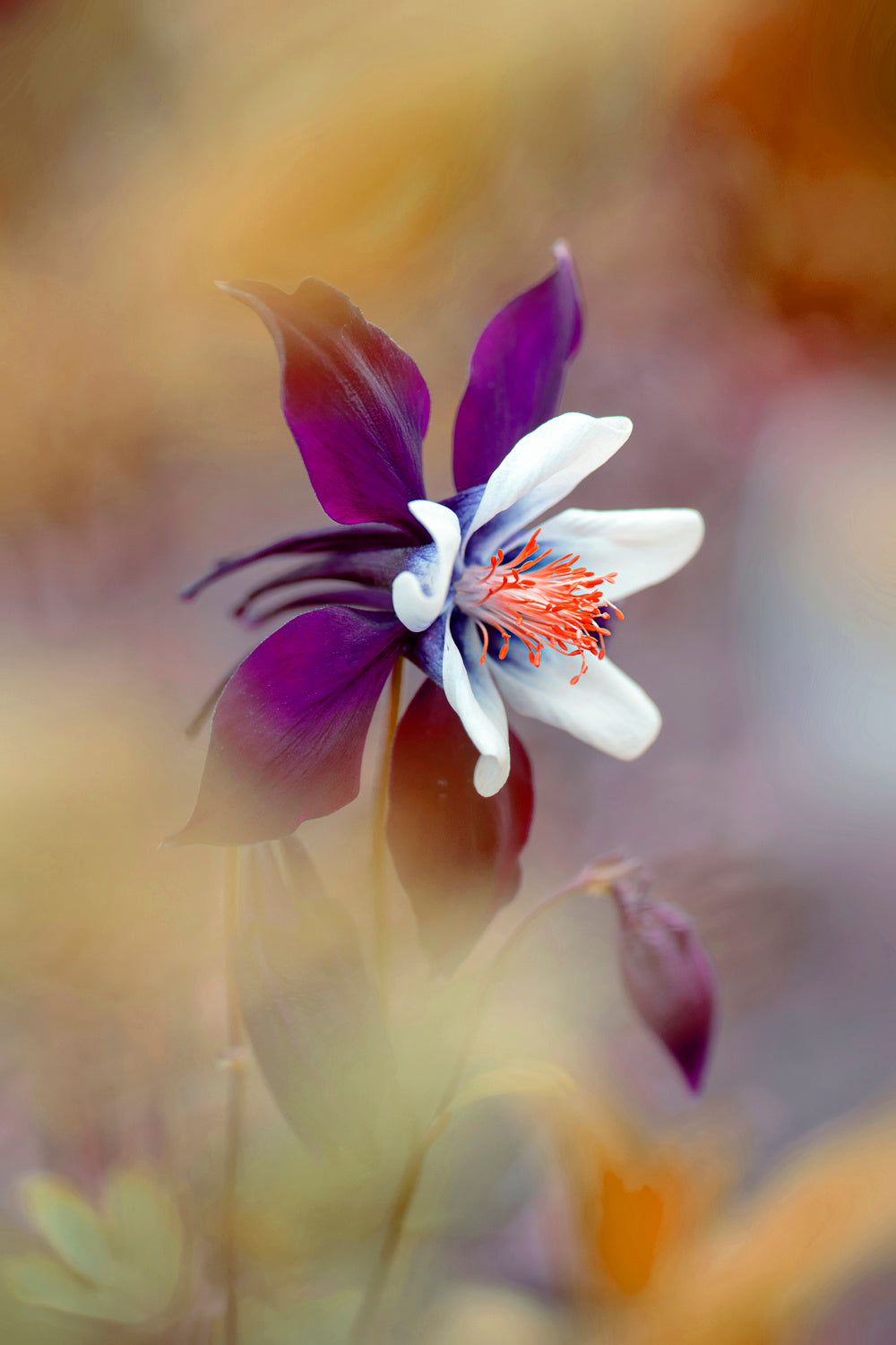 Columbine Poster och Canvastavla