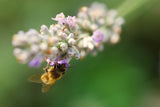 Bee on lavender Poster och Canvastavla