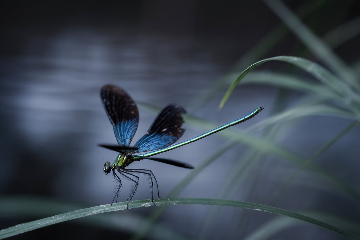 dragonfly Poster och Canvastavla