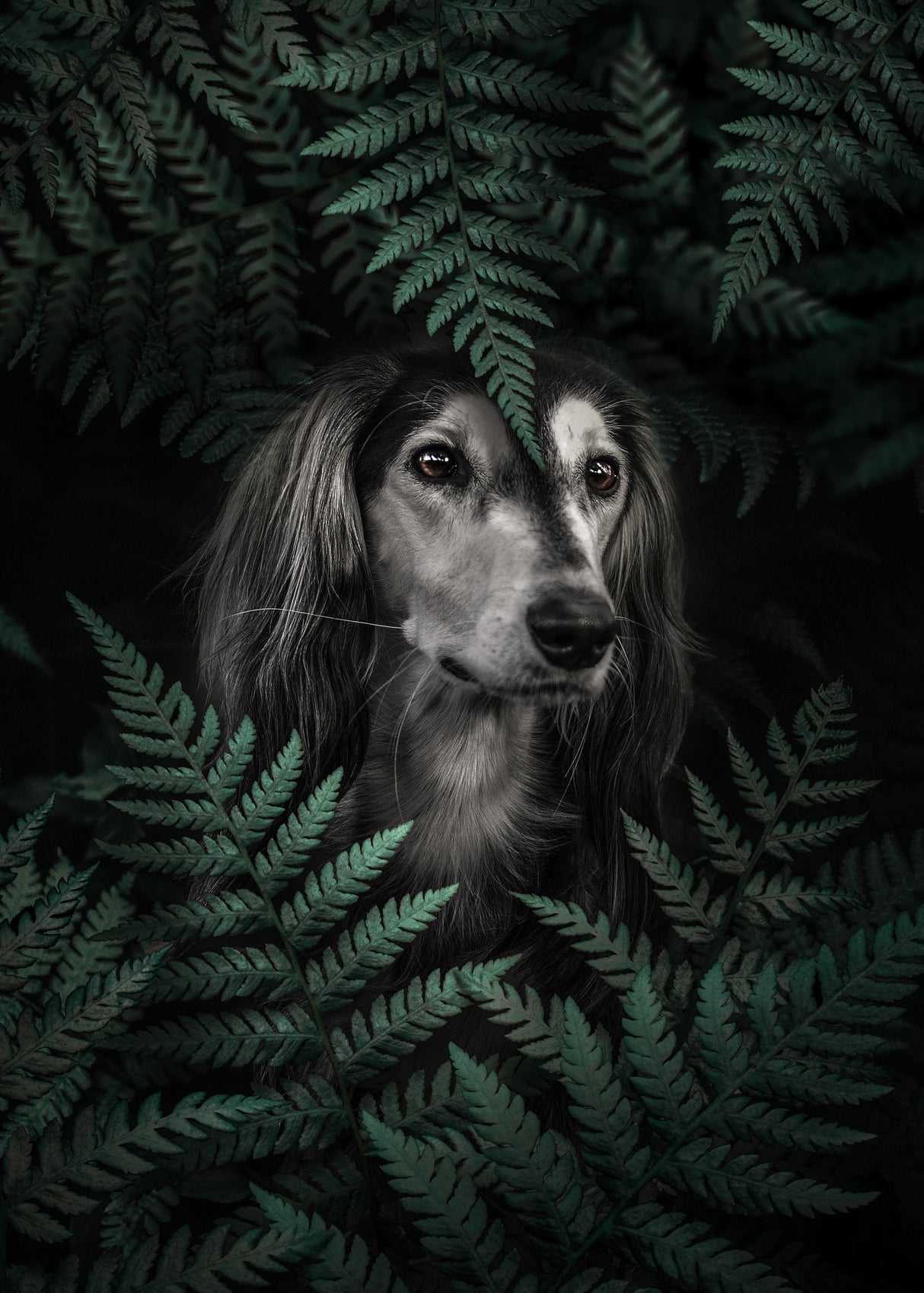 Dog Dachshund In Ferns Poster och Canvastavla