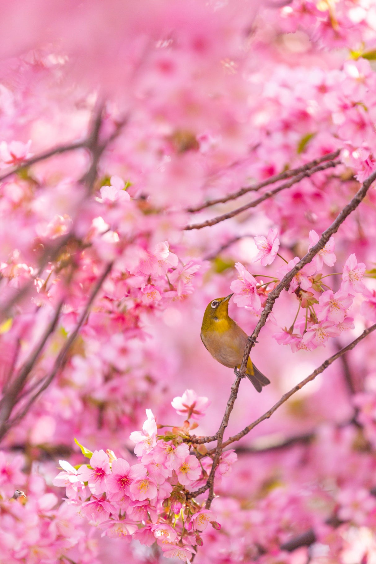 cherry blossoms and bird Poster och Canvastavla