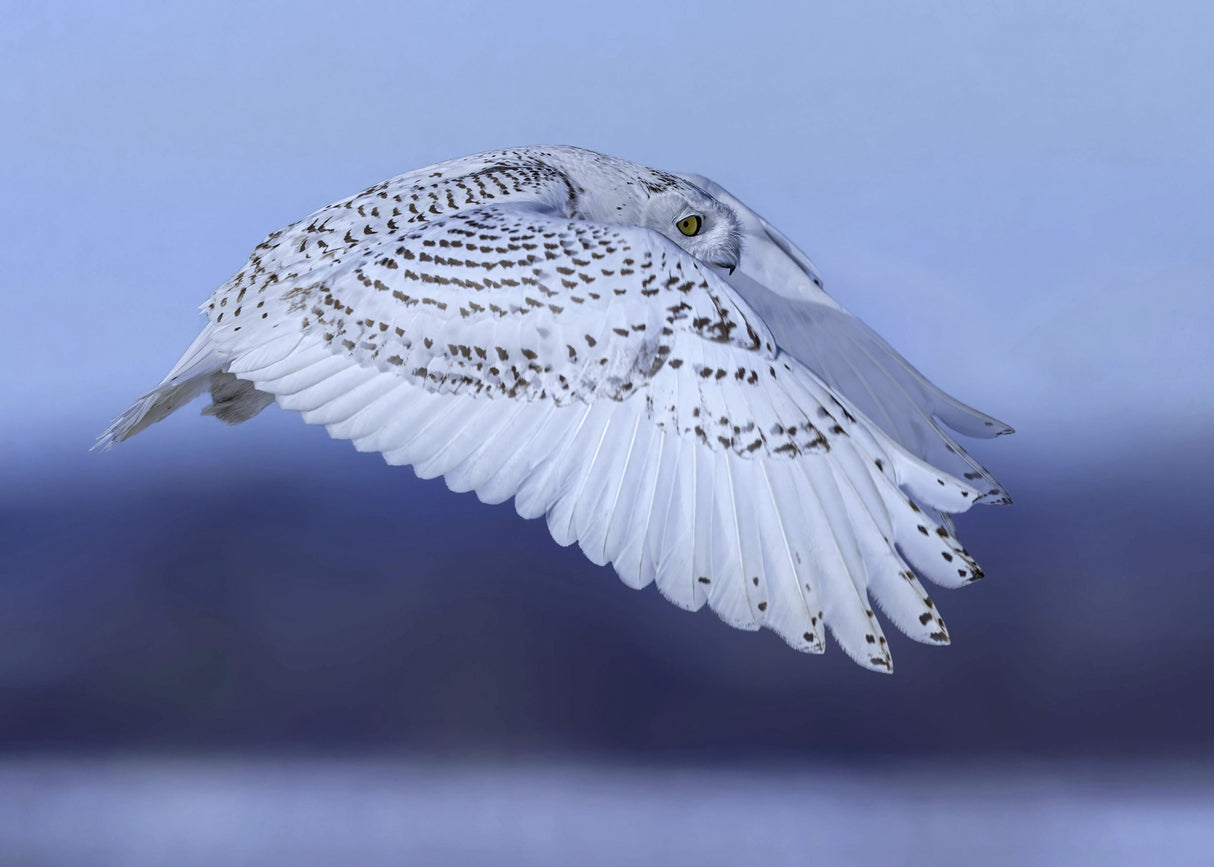 soaring Poster och Canvastavla