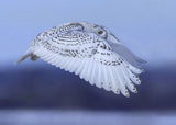 soaring Poster och Canvastavla