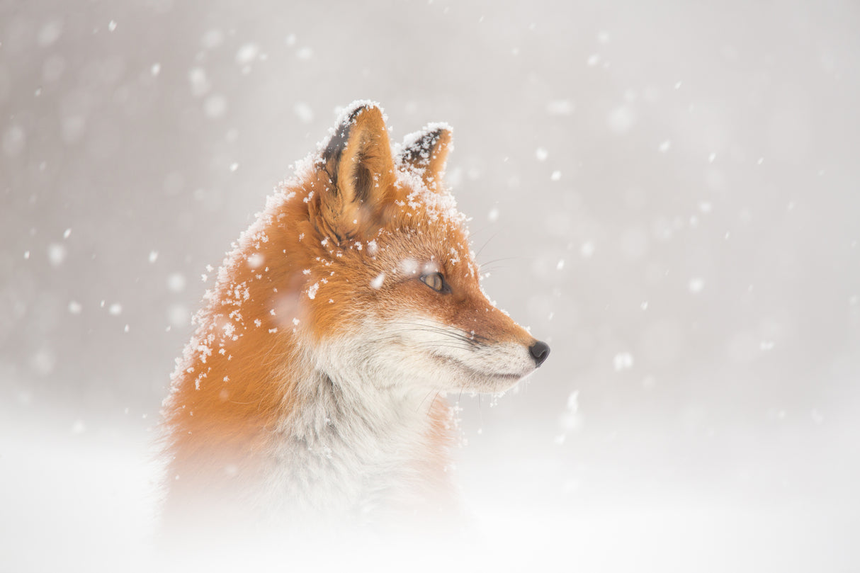 Snow is falling… Poster och Canvastavla
