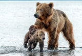 Love and firmness - kamchatka, Russia Poster och Canvastavla