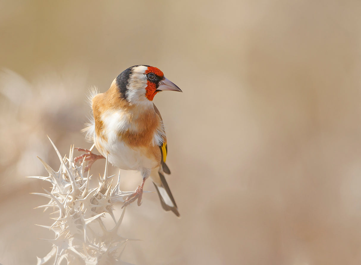 Goldfinch - Profile Poster och Canvastavla