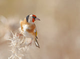 Goldfinch - Profile Poster och Canvastavla