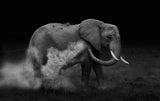 Elephent sand bathing Poster och Canvastavla