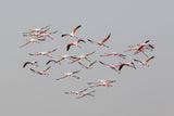 Greater Flamingos in flight Poster och Canvastavla